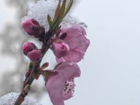 42a909b Weather Caper 4129021 960 720