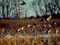 Mallards And Pintails Departing Flooded Soybean Field Mississippi.