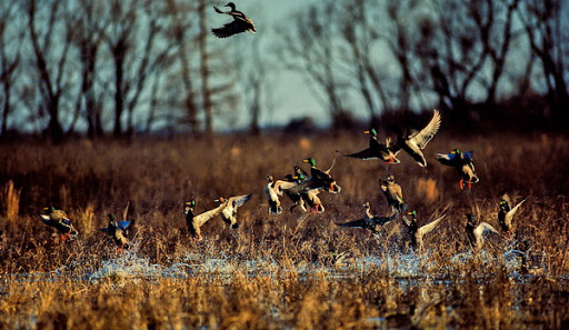 Mallards And Pintails Departing Flooded Soybean Field Mississippi.